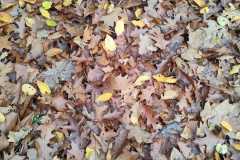 244b1bfe-bfec-4dc2-b04d-7bd1ea7f1e87