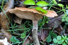 Randonnée Octobre